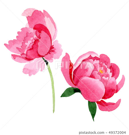 Pink peony floral botanical flowers. Watercolor background illustration set. Isolated peonies 49372004