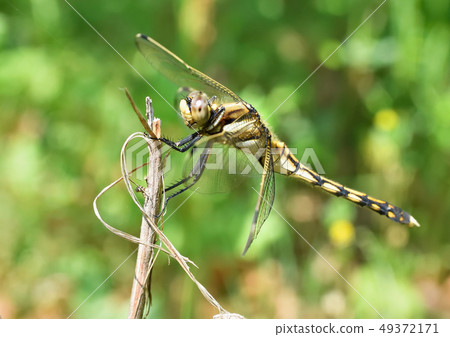 Shioya Tombo Shioya Tombo 49372171