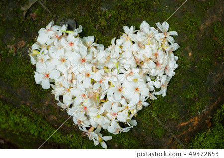 我愛你,白色油桐花, 五月雪, 客家桐花季,木油桐花 49372653