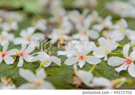 白色油桐花, 五月雪, 客家桐花季,木油桐花 49372708