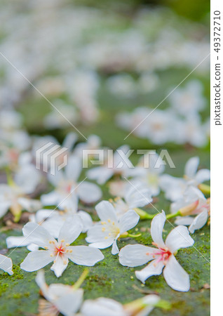 白色油桐花, 五月雪, 客家桐花季,木油桐花 49372710