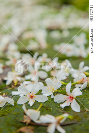 白色油桐花, 五月雪, 客家桐花季,木油桐花 49372712