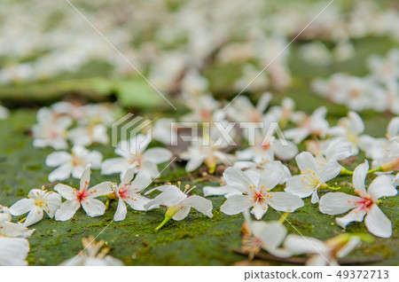 白色油桐花, 五月雪, 客家桐花季,木油桐花 49372713