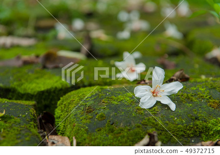 白色油桐花, 五月雪, 客家桐花季,木油桐花 49372715