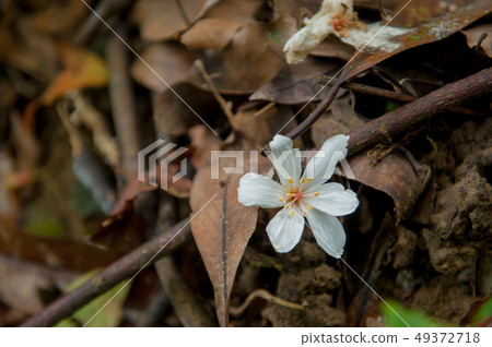 白色油桐花, 五月雪, 客家桐花季,木油桐花 49372718