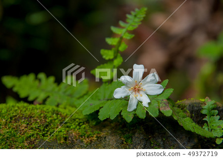 白色油桐花, 五月雪, 客家桐花季,木油桐花 49372719
