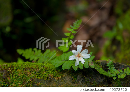 白色油桐花, 五月雪, 客家桐花季,木油桐花 49372720