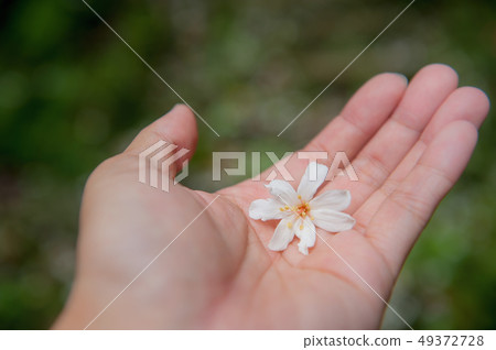 白色油桐花, 五月雪, 客家桐花季,木油桐花 49372728