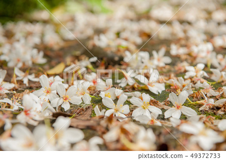 白色油桐花, 五月雪, 客家桐花季,木油桐花 49372733
