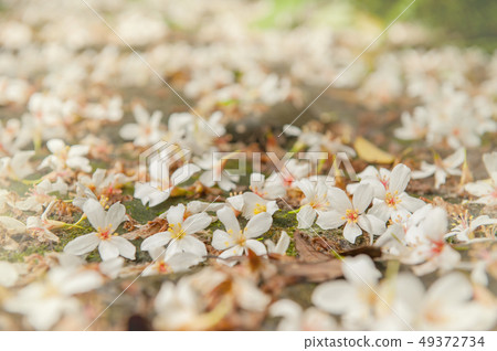白色油桐花, 五月雪, 客家桐花季,木油桐花 白色油桐花, 五月雪, 客家桐花季,木油桐花 49372734