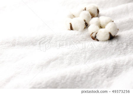 棉花 49373256