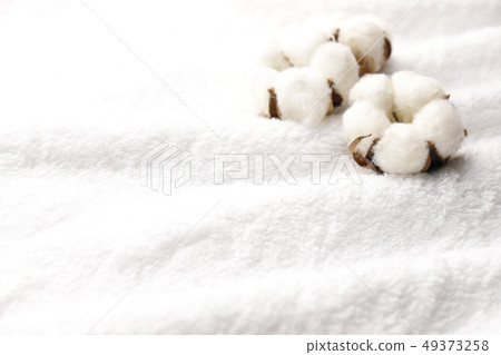 棉花 49373258