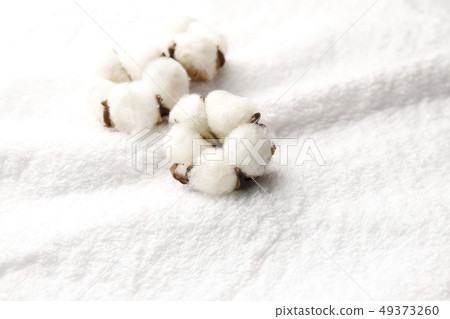 棉花 棉花 49373260
