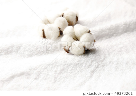 棉花 49373261