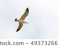 Duck fly ?! Flying seagulls !! 49373266