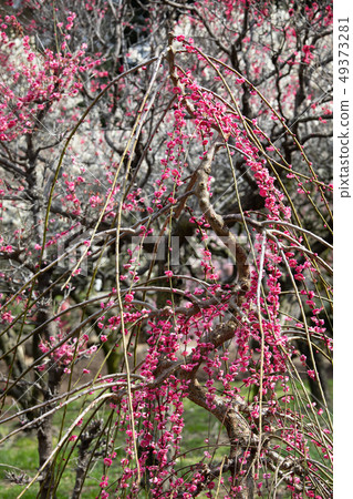 Plum blossom Plum blossom 49373281