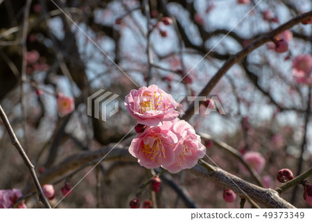 梅花 梅花 49373349