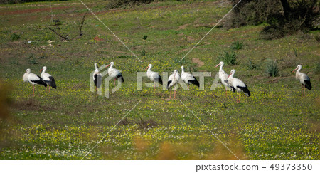 Storks in circle shape over the grass Storks in circle shape over the grass 49373350