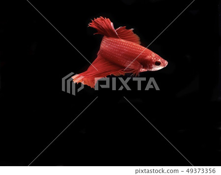 Paklad Thai is a fish fighter. Paklad Thai is a fish fighter. 49373356