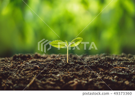 Growth Trees concept seedlings nature background B Growth Trees concept seedlings nature background B 49373360