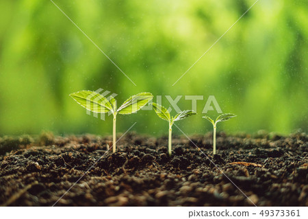Growth Trees concept seedlings nature background B Growth Trees concept seedlings nature background B 49373361