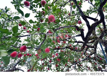 Apple trees in an orchard 49373375