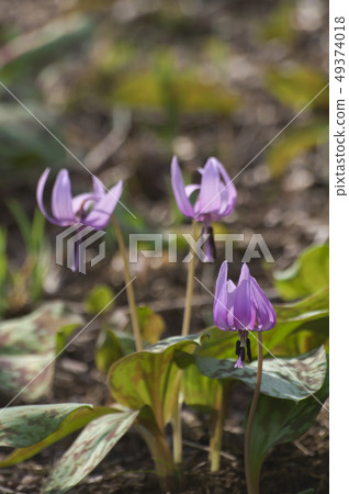 Noyama Kita公園之花 49374018