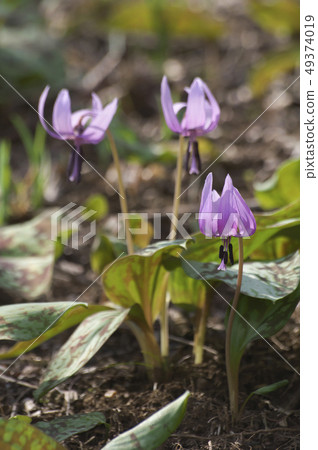 Noyama Kita公園之花 49374019