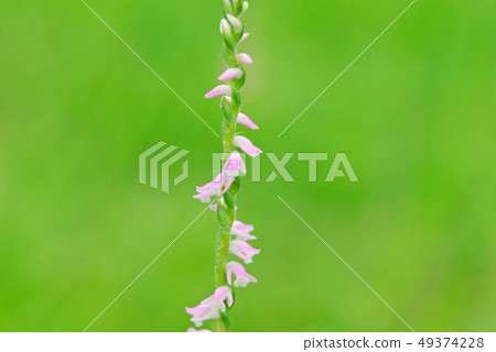 扭花螺花（學名Spiranthes sinensis var.Amoena） 49374228