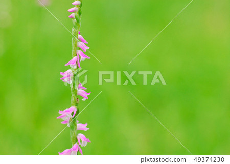 扭花螺花（學名Spiranthes sinensis var.Amoena） 49374230