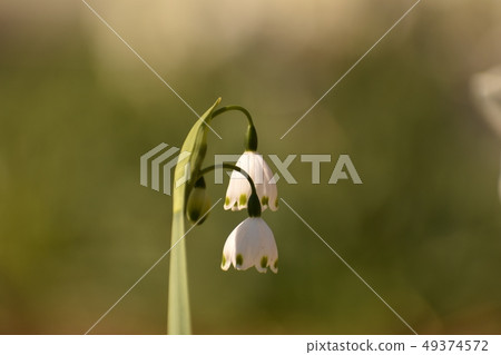 Suzuran Narcissus Suzuran Narcissus 49374572