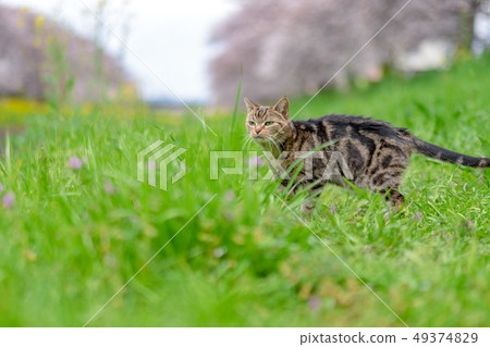 Cat to take a walk 49374829