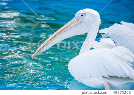 白cor鳥動物水池塘池塘舌頭游泳白鵜鶘游泳鵜鶘 49375268