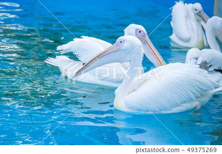白cor鳥動物水池塘池塘舌頭游泳白鵜鶘游泳鵜鶘 白cor鳥動物水池塘池塘舌頭游泳白鵜鶘游泳鵜鶘 49375269