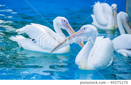 白cor鳥動物水池塘池塘舌頭游泳白鵜鶘游泳鵜鶘 白cor鳥動物水池塘池塘舌頭游泳白鵜鶘游泳鵜鶘 49375270