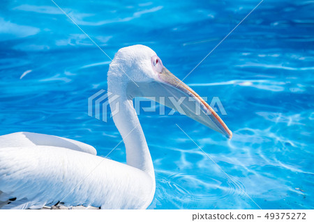 白cor鳥動物水池塘池塘舌頭游泳白鵜鶘游泳鵜鶘 白cor鳥動物水池塘池塘舌頭游泳白鵜鶘游泳鵜鶘 49375272