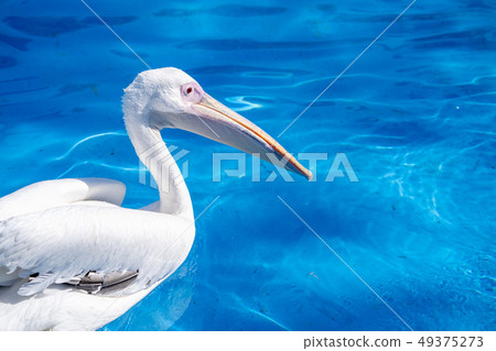 白cor鳥動物水池塘池塘舌頭游泳白鵜鶘游泳鵜鶘 白cor鳥動物水池塘池塘舌頭游泳白鵜鶘游泳鵜鶘 49375273