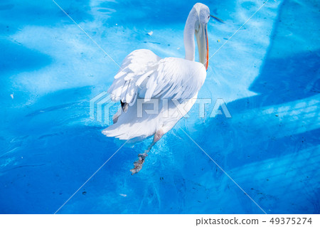 白cor鳥動物水池塘池塘舌頭游泳白鵜鶘游泳鵜鶘 白cor鳥動物水池塘池塘舌頭游泳白鵜鶘游泳鵜鶘 49375274