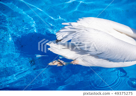 White cormorant bird animal water pond pond tongue swimming white pelican swimming pelican 49375275