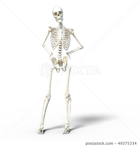 Skeleton skeleton skeleton perming3DCG illustrations material 49375334