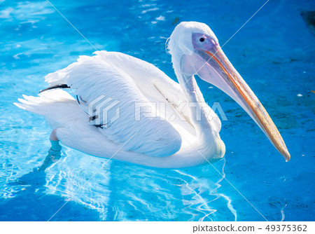 白cor鳥動物水池塘池塘舌頭游泳白鵜鶘游泳鵜鶘 白cor鳥動物水池塘池塘舌頭游泳白鵜鶘游泳鵜鶘 49375362