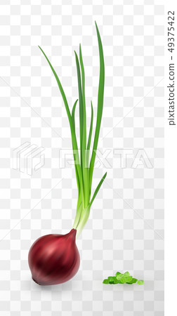 Vector Illustration of Sprouted Red Onion Bulb 49375422