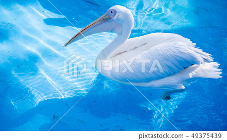 White cormorant bird animal water pond pond tongue swimming white pelican swimming pelican 49375439