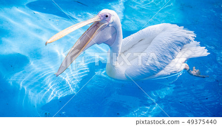 White cormorant bird animal water pond pond tongue swimming white pelican swimming pelican 49375440