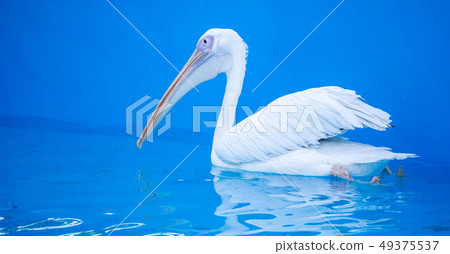 白cor鳥動物水池塘池塘舌頭游泳白鵜鶘游泳鵜鶘 白cor鳥動物水池塘池塘舌頭游泳白鵜鶘游泳鵜鶘 49375537