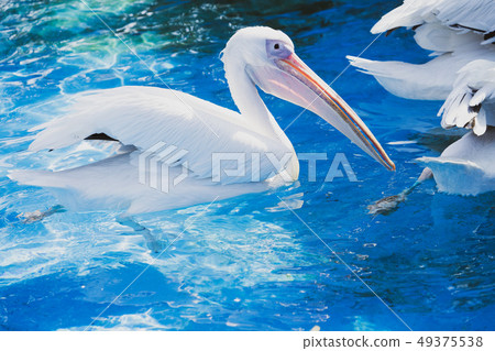 白cor鳥動物水池塘池塘舌頭游泳白鵜鶘游泳鵜鶘 白cor鳥動物水池塘池塘舌頭游泳白鵜鶘游泳鵜鶘 49375538