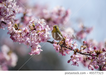 Kawazu cherry tree and mezzo 49377323