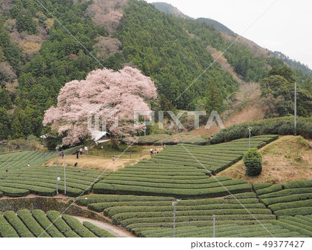 Water-eye cherry blossoms in full bloom Water-eye cherry blossoms in full bloom 49377427
