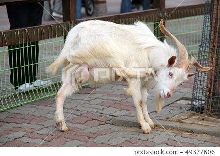 Goat Goat 49377606