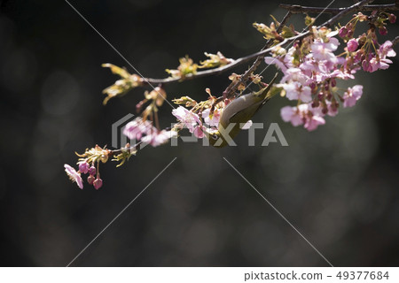 Sakura and mezzo 49377684